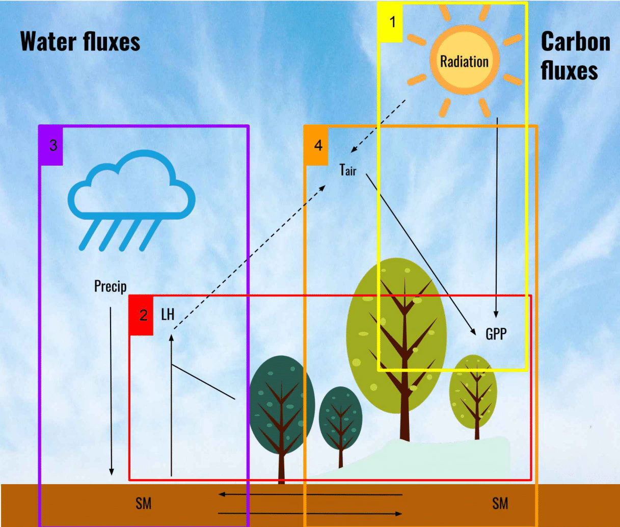 water_carbon_fluxes.png